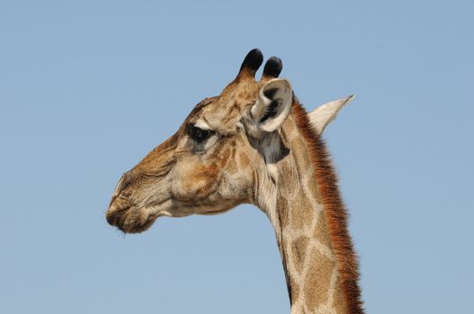 Giraffe, Giraffa camelopardalis angolensis, Etosha National Park, Namibia