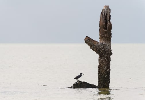 White Egret bird at on stump in sea