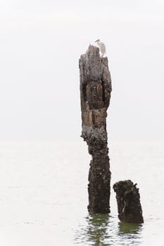 White Egret bird at on stump in sea