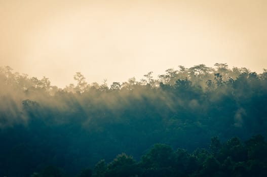 misty early morning forest with a bit of sunlight