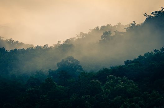 misty early morning forest with a bit of sunlight