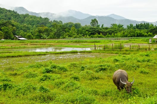 buffalo in the field in Countryside of thailand