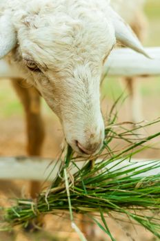 Sheep eating grass in corral with naturelight