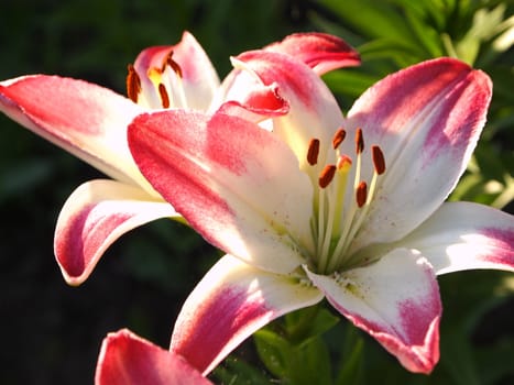 blooming lily