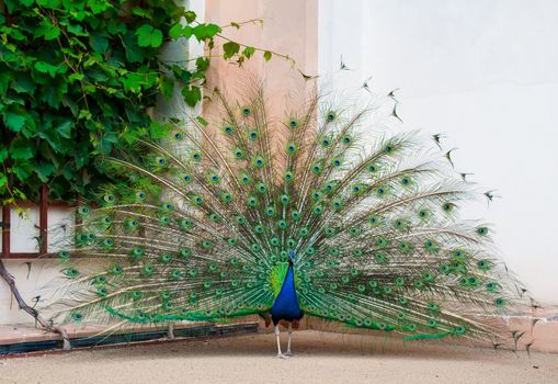 Full view of peacock in a zoo, making wheel with his colorful tail.