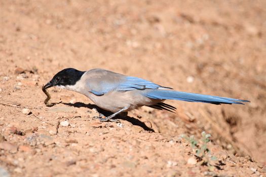 Cyanopica cyanus woodpigeons of known as the family of the magpies eating a scolopendra centipede