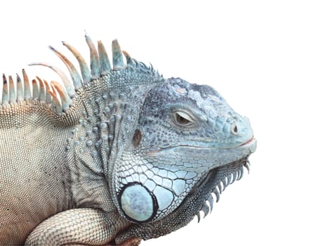 big iguana and old bluish gray color cut and isolated