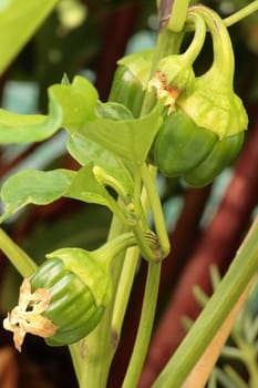 plant peppers four or five small fruits