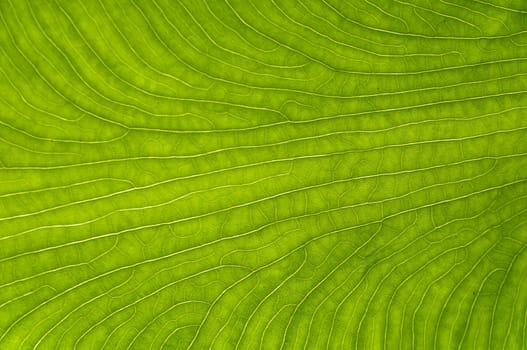 green leaf texture