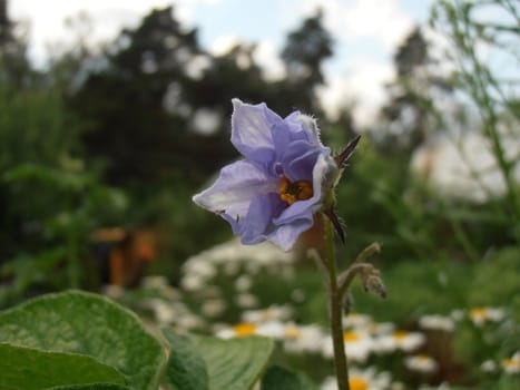 Flower of potato on the background of the forest and the daisies.