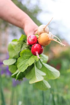 fresh vegetables