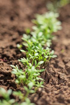 water cress