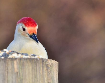 Closeup Of A Red-bellied Woodpecker eating bird seed on a post.