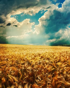 dramatic sky over golden field