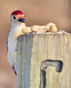 Closeup Of A Red-bellied Woodpecker eating bird seed on a post.