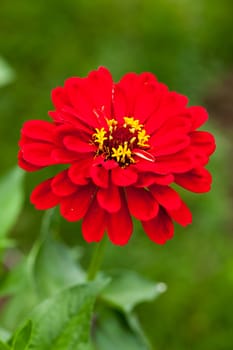 Red Zinnia 