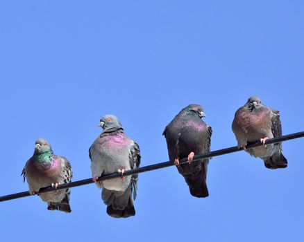 A group of pigeons perched on a power line against a blue sky.