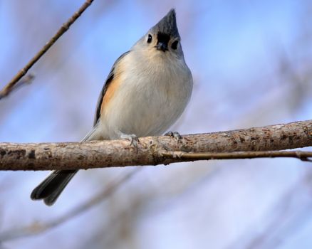 Tufted Titmouse perched on a tree branch.