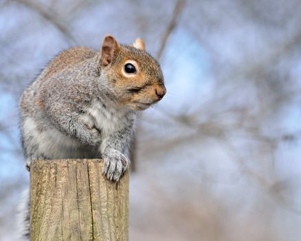 A Gray Squirrel perched on wood post.