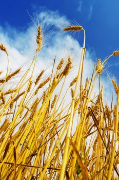 wheat field and blue sky with clouds