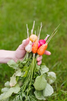 fresh vegetables 