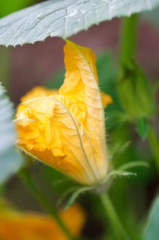 Zucchini with flowers in vegetable garden