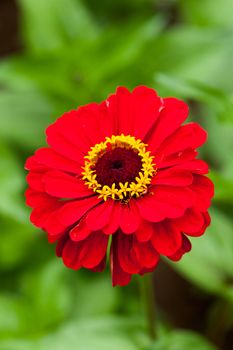 Red Zinnia 