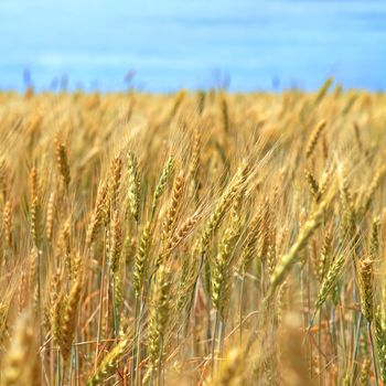 Field of gold wheat in a sunny day