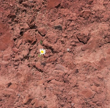  Red sanorini volcanic rock background with a flower of camomile