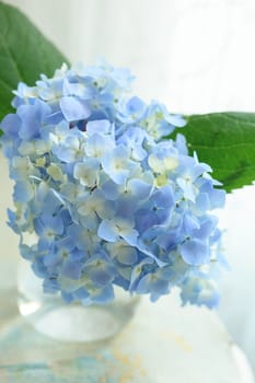 blue flower in vase