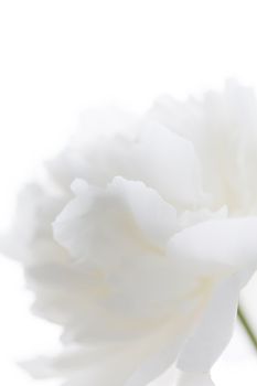 white peony