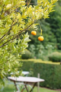 Mandarins in the garden