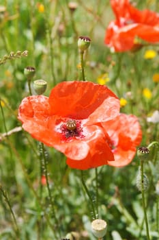 red poppy flowers 