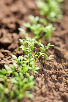 water cress