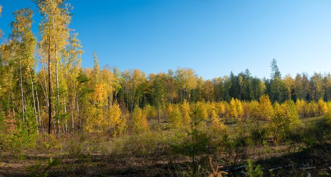 Sunny day at autumn forest