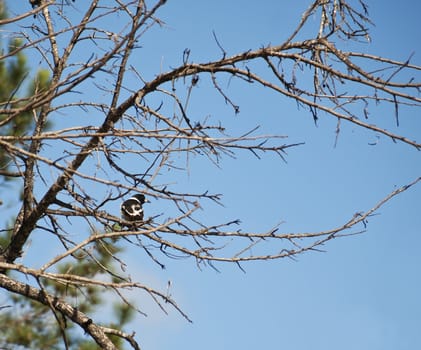 blue sky with dead branch background wallpaper