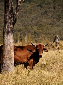 Australian cow with horns in paddock rural scene