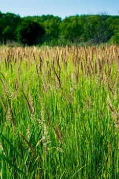 A huge green field of grass. On the horizon is visible edge of the woods, and above it a blue sky.