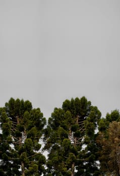 bunya tree with grey background
