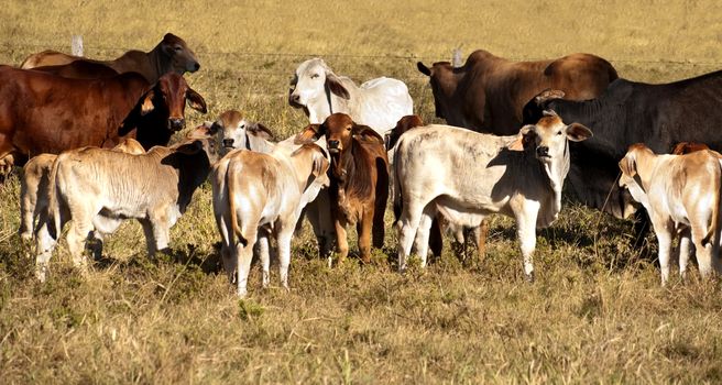 Australian Beef cattle cows with their calves panorama scene