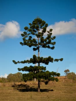 Bunya pine tree with blue sky backdrop