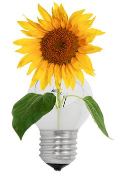 Shattered light bulb and sunflower, isolated on a white background