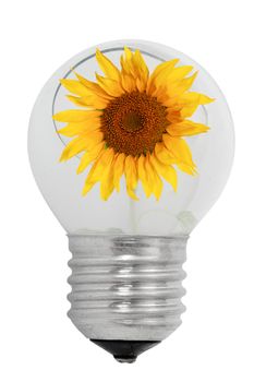 Shattered light bulb and sunflower, isolated on a white background
