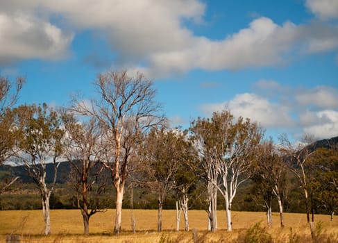 Australian rural landscape scene gum trees