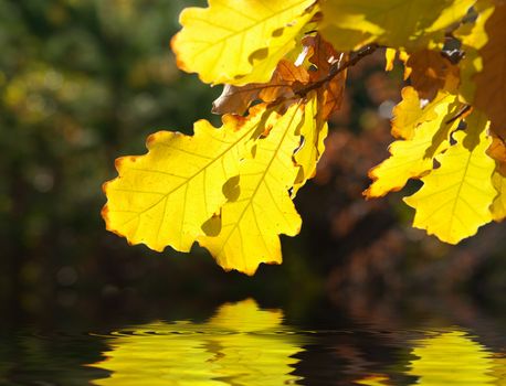 Dry yellow oak leaves over water