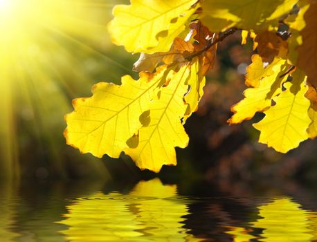 Dry yellow oak leaves over water