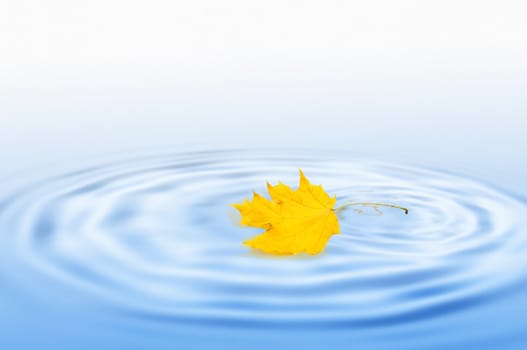 Yellow dry maple leaf on water