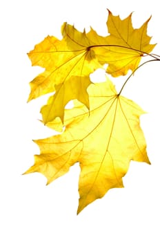 Bunch of yellow maple leaves isolated