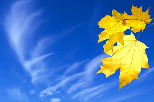 Bunch of yellow maple leaves on blue sky