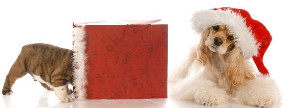 american cocker spaniel wearing santa hat laying beside christmas bag with puppy inside